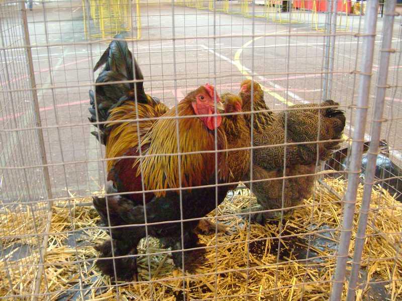 1-brahma-perdrix-maille-dore.jpg