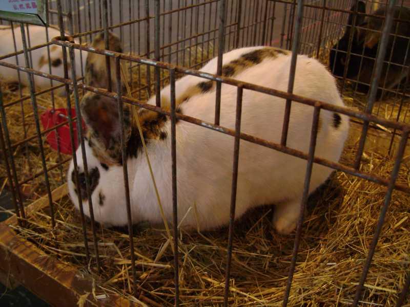 12-papillon-rhenanPH.jpg