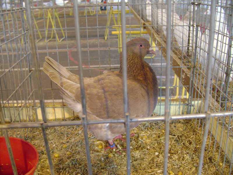 15-texan-rouge-recessif.jpg