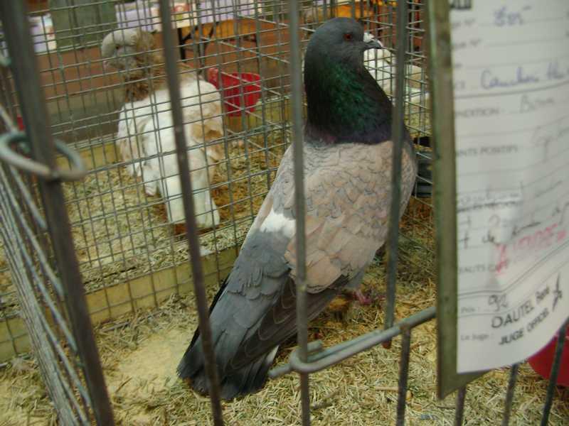 16-cauchois.jpg