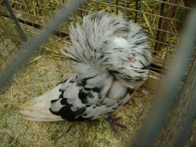 17-capucin-.jpg