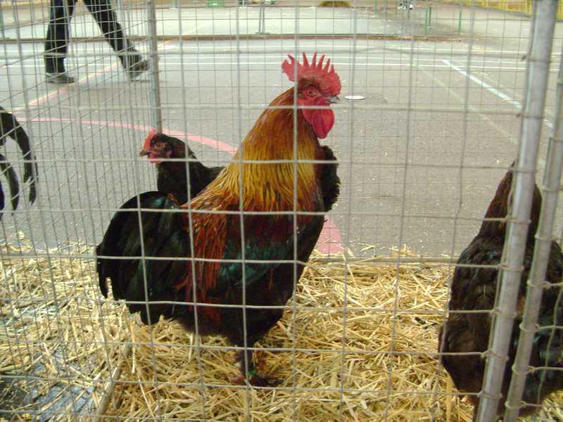 2-marans-noir-cuivre.jpg