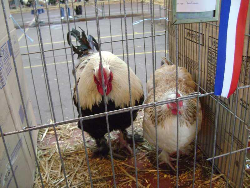 21-meusienne-elevage-champion.jpg