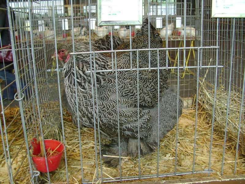 22-brahma-perdrix-maille-arg.jpg