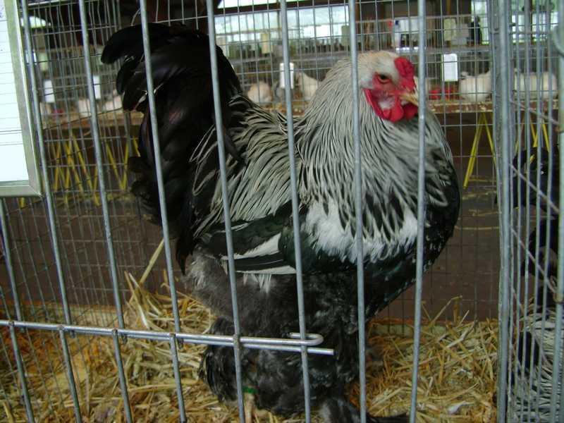 22-brahma-perdrix-maille-argc.jpg
