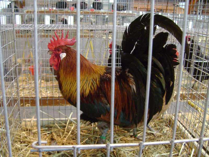 25-gauloise-dore.jpg
