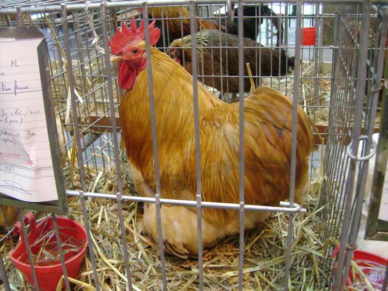 26-bantam-de-pekin-fauve.jpg