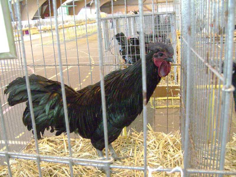 39-homolog-cemani.jpg