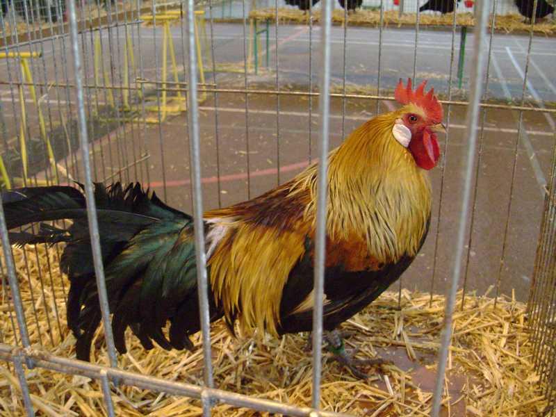 39-homolog-gauloise-dore-saum-cl.jpg