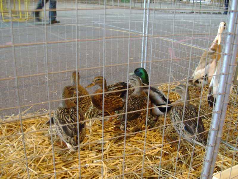 6-colvert.jpg