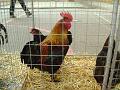 2-marans-noir-cuivre