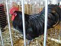 24-australop-noir
