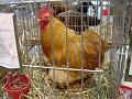 26-bantam-de-pekin-fauve