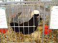 34-hollandaise-noire-huppe-bl