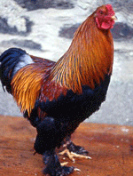 brahma dor