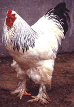 brahma hermin